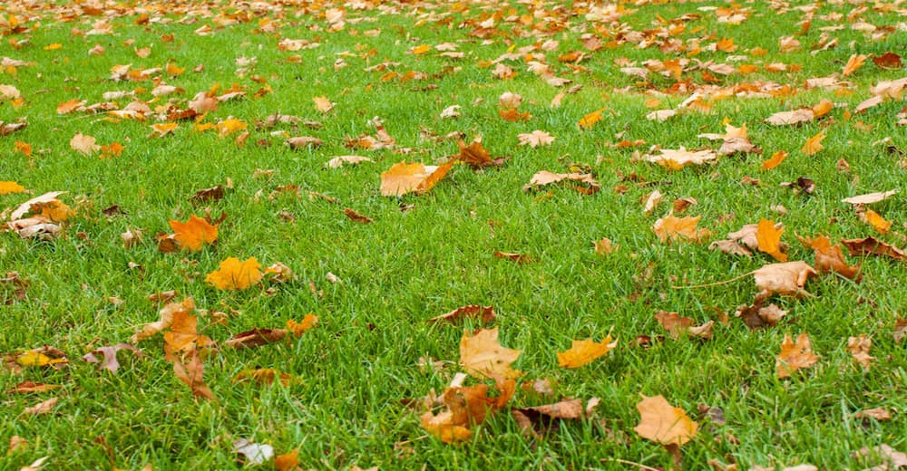 Herbstdünger Rasen: Was Müssen Sie Wissen?