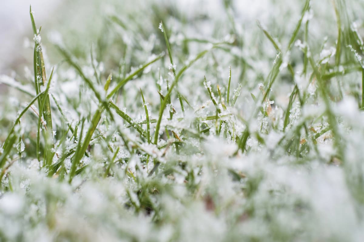 Rasenpflege Im Winter: Tipps zum Schutz Ihres Rasens