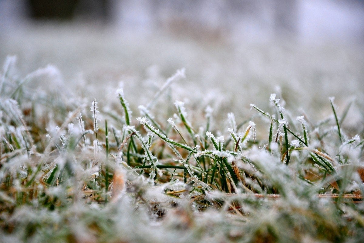 Wie Bereite Ich Meinen Rasen Auf Den Winter Vor?