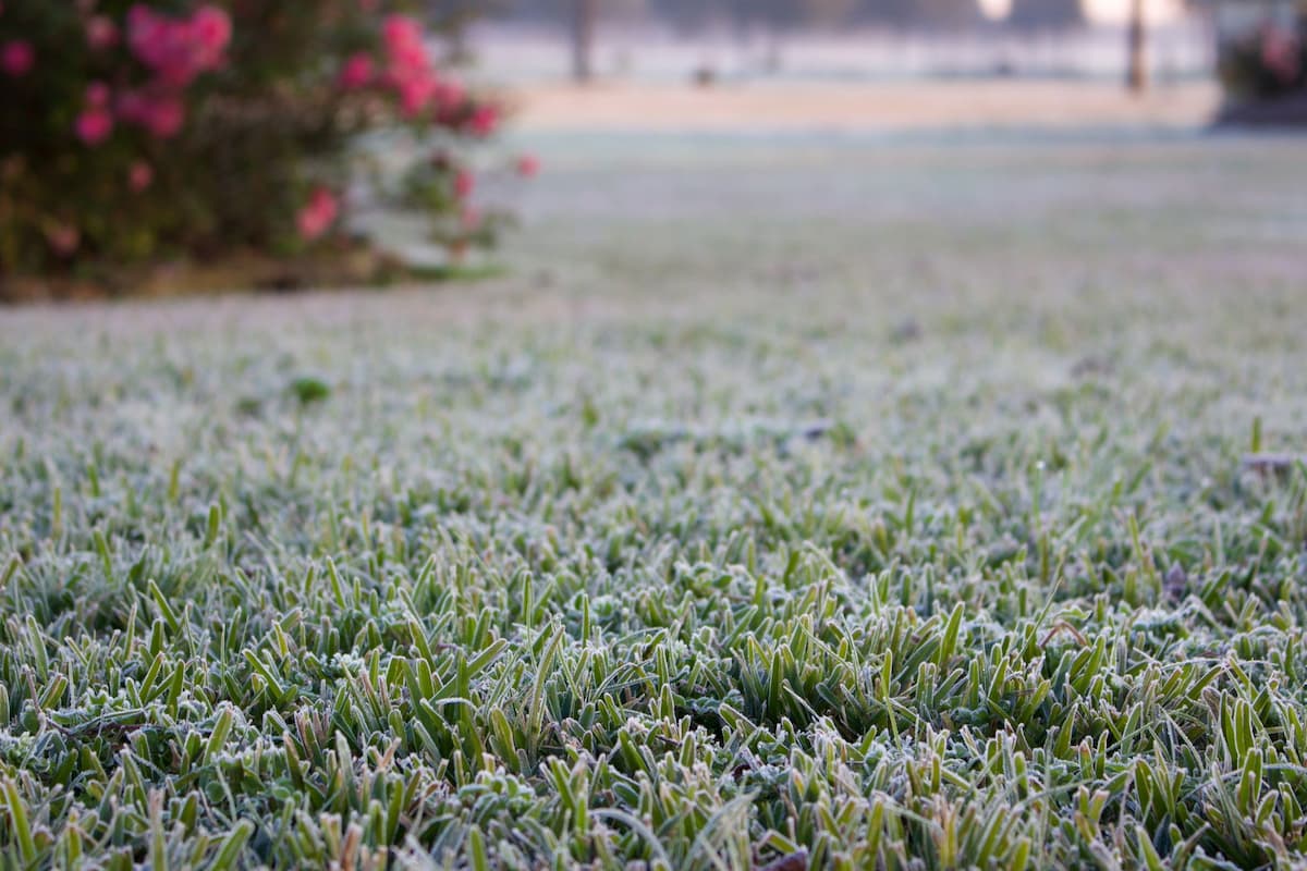 Sechs häufige Fehler bei der Winterpflege des Rasens