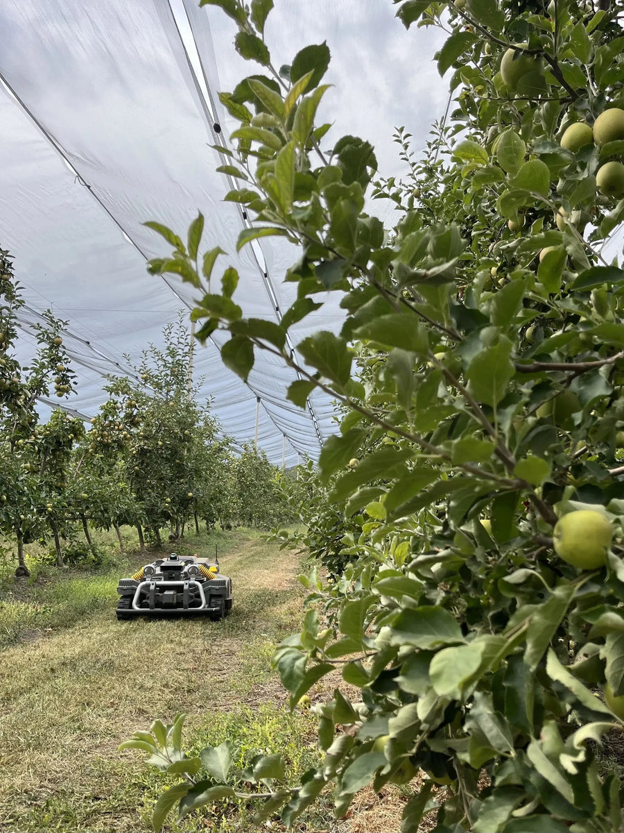 Maston in der Obstplantage von Botta Farms
