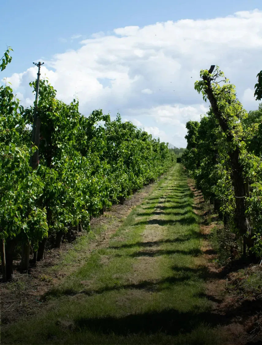 Weinberglandschaft